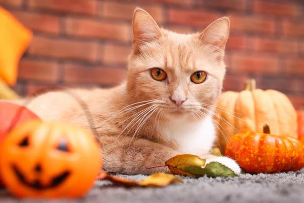 Cadılar Bayramı kutlaması. Şirin kedi, balkabağı ve sonbahar yaprakları.