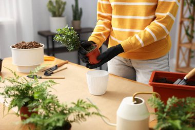 Kapalı bir masadaki saksıya ev bitkisi nakleden kadın.