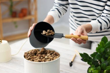 Ev bitkisi nakli. Beyaz ahşap masada toprağın içine toprak koyan kadın, yakın plan.