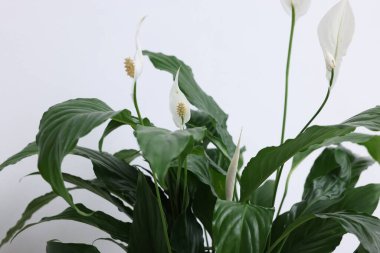 Beyaz arka planda çiçekli güzel spathiphyllum (barış zambağı) bitkisi, yakın plan