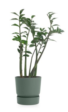 Güzel saksılı zamioculcas bitkisi beyaza izole edilmiş.