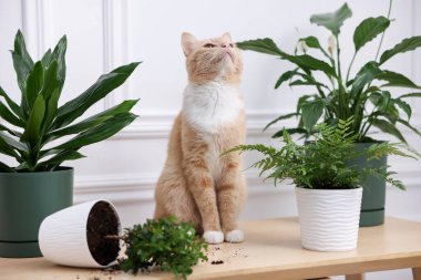 Kızıl kedi, ev bitkisinin neredeyse devrilmesine ramak kalmıştı.