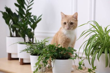 Şirin kızıl kedi ve ahşap masa üzerindeki farklı ev bitkileri.