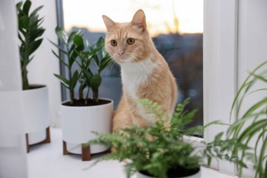 Tatlı kızıl kedi ve pencerenin pervazında farklı bitkiler.