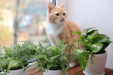 Tatlı kızıl kedi ve pencerenin yanında farklı bitkiler.