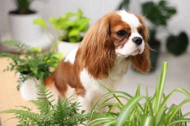 Masada sevimli bir köpek ve evde yeşil bitkiler.