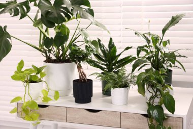 Pencerenin yanındaki masada farklı saksı bitkileri var.