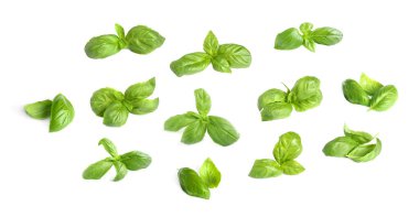 Beyaz arka planda taze yeşil fesleğen yaprakları, kolaj