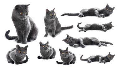 Beyaz arka planda şirin gri kedi, bir dizi fotoğraf.