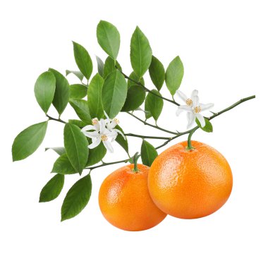 Taze greyfurtlu dallar, çiçekler ve yeşil yapraklar beyaz üzerine izole edilmiş.