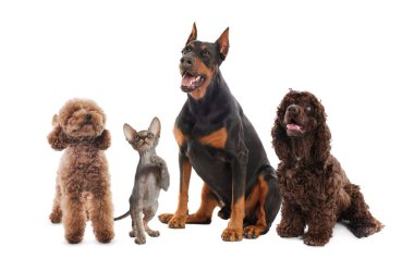 Beyaz arka planda bir şeye bakan sevimli kedi ve köpekler.