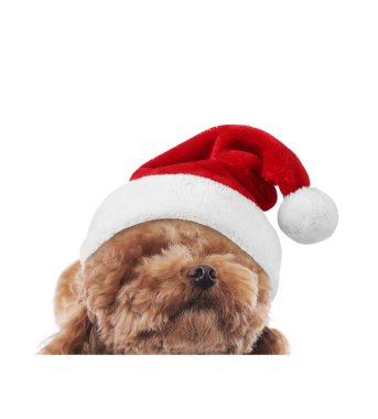 Beyaz arka planda Noel Baba şapkalı şirin köpek.