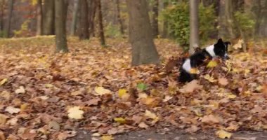 Parkta topla oynayan sevimli bir köpek, kamera sağa hareket ediyor. Sonbahar yürüyüşü