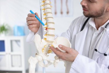 İnsan omurga modeli olan doktor hastanede, yakın plan.