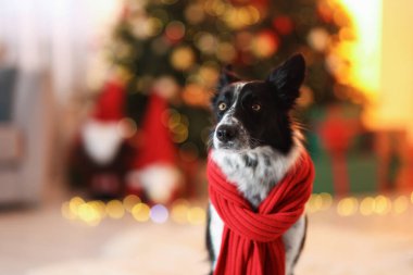 Noel için dekore edilmiş kırmızı eşarplı şirin köpek, mesaj için yer var.