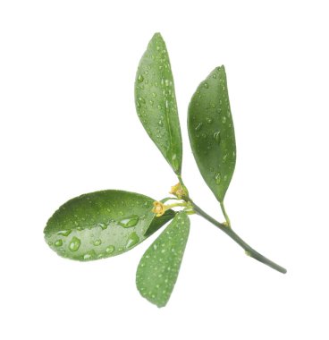 Beyaz üzerine su damlaları bırakılmış taze yeşil yapraklar.