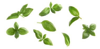 Beyaz arka planda taze yeşil fesleğen yaprakları, kolaj