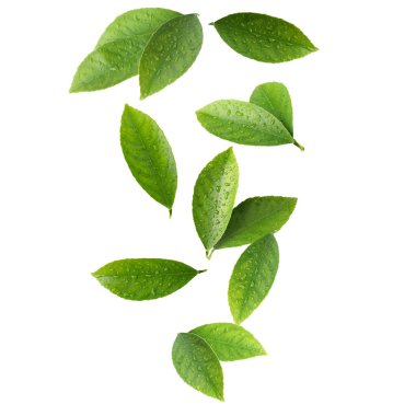 Beyaz arka planda uçan taze yeşil narenciye yaprakları.