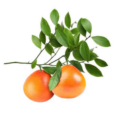 Taze greyfurtlu dallar ve beyaz üzerinde yeşil yapraklar.