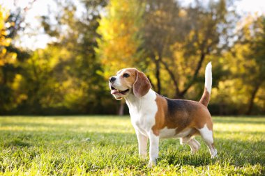 Sonbahar parkında yürüyüş yapan sevimli Beagle köpeği, mesaj için yer.