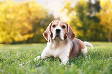 Sonbahar parkında yeşil çimlerde tatlı Beagle köpeği.