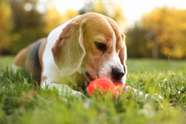 Güz parkında yeşil çimlerde oyuncağı olan sevimli Beagle köpeği, mesaj için yeri var.
