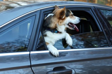 Arabasının camından dışarı bakan sevimli bir köpek, dışarıdan bakan. Sevimli hayvan.
