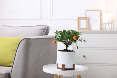 Kapalı alandaki kanepenin yanındaki beyaz masada mandalina ağacı.