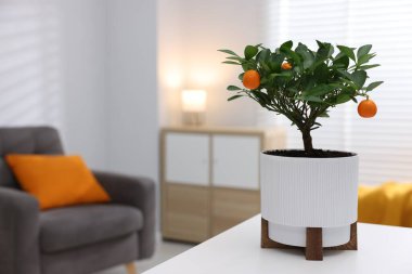 Beyaz masa üzerine saksı ağacı, metin için boşluk.