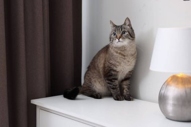 Evdeki beyaz dolapta sevimli kedi, mesaj için yer var.