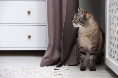 Evdeki ısıtma kaloriferinin yanında sevimli bir kedi, metin için de yer var.