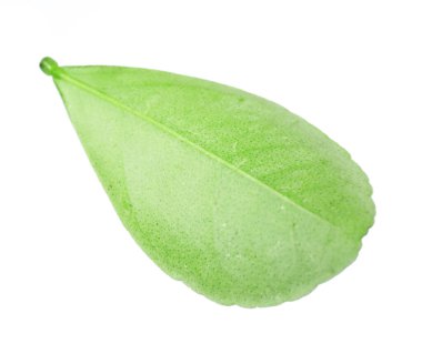 Taze yeşil bir yaprak beyaza izole edilmiş