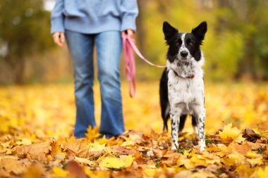 Sonbahar parkında sevimli köpeğini gezdiren kadın, yakın plan.