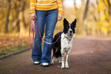 Sonbahar parkında sevimli köpeğini gezdiren kadın, yakın plan.