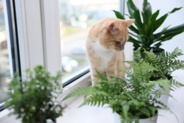 Tatlı kızıl kedi ve pencerenin pervazında farklı bitkiler.
