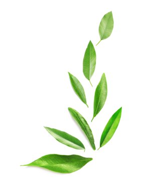 Taze yeşil narenciye yaprakları beyaza izole edilmiş.