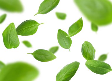 Taze yeşil fesleğen yaprakları beyaz arka planda havada uçuşuyor.