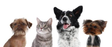 Beyaz arka planda bir şeye bakan sevimli kedi ve köpekler.