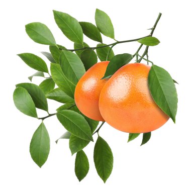 Taze greyfurtlu dallar ve beyaz üzerinde yeşil yapraklar.