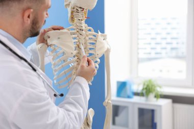 Hastanede insan iskeleti modeli olan bir doktor var. Yakın plan. Metin için boşluk