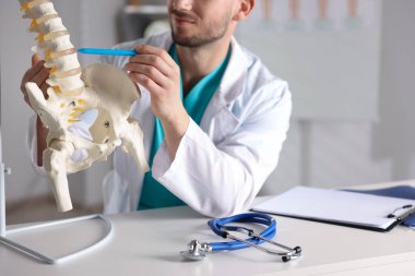 İnsan omurga modeli olan doktor hastanede, yakın plan.