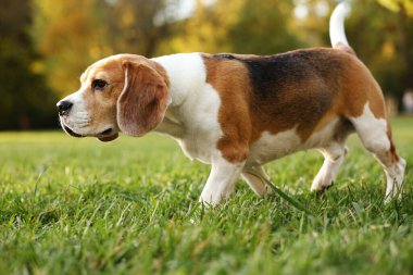 Sonbahar parkında yeşil çimlerde tatlı Beagle köpeği.