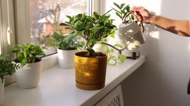 Penceredeki çiçekleri sulayan kadın, yakın plan.