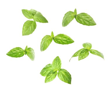 Beyaz arka planda taze yeşil fesleğen yaprakları, kolaj