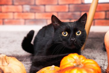 Cadılar Bayramı kutlaması. Şirin kedi ve halı içinde balkabağı