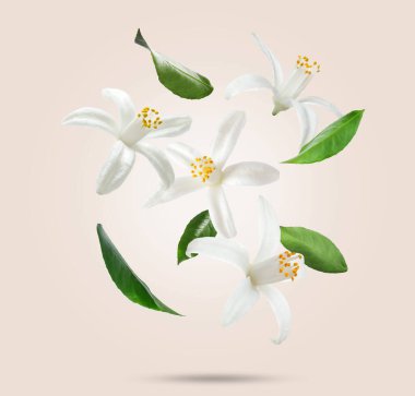 Turunçgillerin güzel çiçekleri ve yeşil yaprakları bej renkli arkaplana düşüyor.