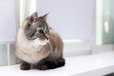 Evde pencere pervazında sevimli bir kedi, mesaj için de yer var.