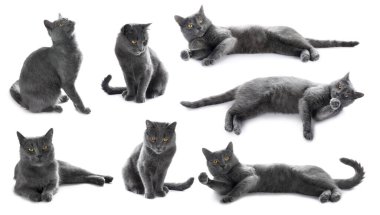 Beyaz arka planda şirin gri kedi, bir dizi fotoğraf.