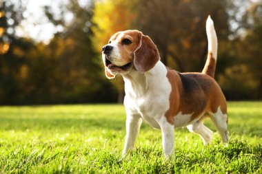 Güneşli bir günde sonbahar parkında tatlı Beagle köpeği, mesaj atmak için yer var.