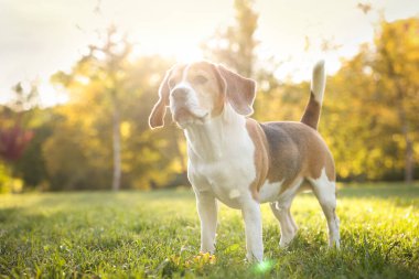 Güneşli bir günde sonbahar parkında tatlı Beagle köpeği, mesaj atmak için yer var.